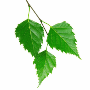 Birch Leaf