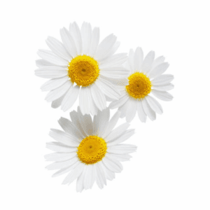 Chamomile