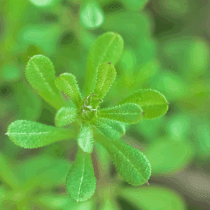 Cleavers