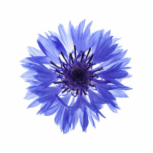 Cornflower