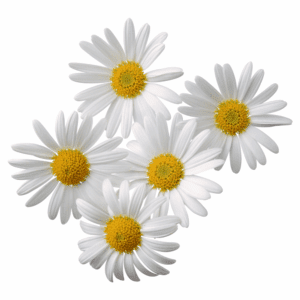 Daisy