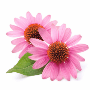 Echinacea