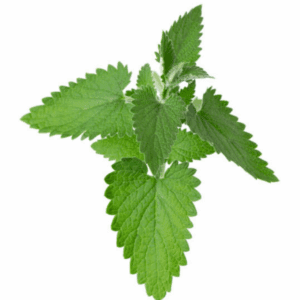 Nettle