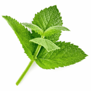 Peppermint